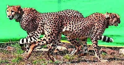 Cheetahs’ shift backs corridor plan: NTCA | India News