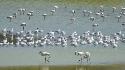 Flamingo habitats face decline as wetlands turn toxic in Navi Mumbai | India News