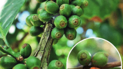 How India’s waking up to coffees that can beat climate change | India News