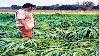 10,546 farm suicides in 2024, 2% dip from previous year: Data | India News