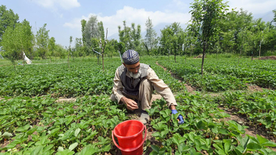 Kharif output dips by over 10% across states in El Niño years: Study