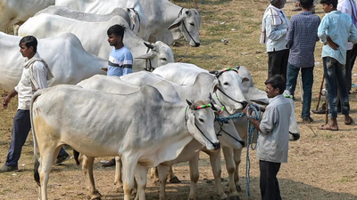 Not an essential part of Eid: Calcutta HC refuses to stay cattle slaughter restrictions ahead of festival | India News