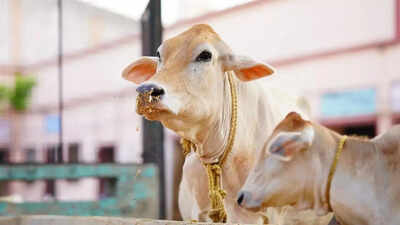SC bins plea for urgent hearing to implement ban on cow slaughter | India News