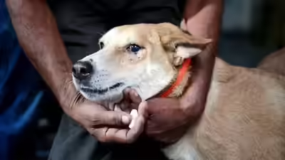 SC: Animal lovers can protect strays if they take responsibility for bites | India News