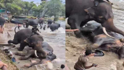 Tourist dies after elephants fight at Karnataka wildlife camp, tragedy caught on camera