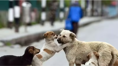 Supreme Court rejects plea to stay earlier order on stray dogs; cites ‘absence of sustained efforts’ by states