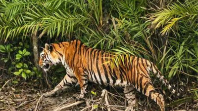 Bangladesh joins International Big Cat Alliance as new member, count reaches 27 | India News