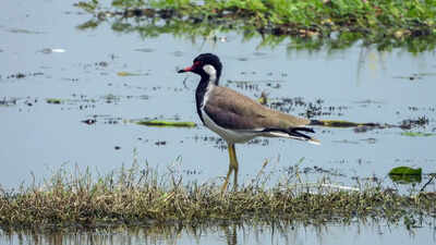 India’s 100th wetland, Surha Tal of Balia, enters the global list of Ramsar site | India News