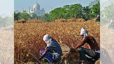 Agriculture Data Collection: Statistics ministry flags serious gaps in agriculture data collection | India News