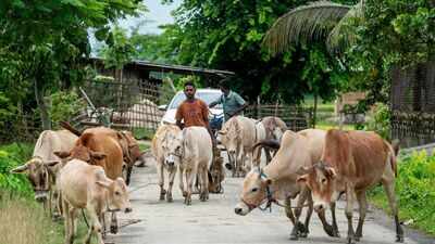 SC stays Madras HC order directing total ban on cow slaughter during Bakrid | India News