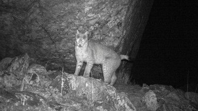 Eurasian lynx photographed for the first time in Sikkim, Representing only 2nd photographic record of species in the eastern Himalayan region | India News