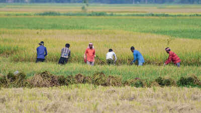Kharif acreage falls 16%, but ethanol effect boosts sugarcane | India News