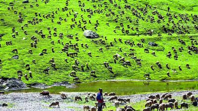 India’s first high-altitude wildlife safari to come up in Ladakh | India News