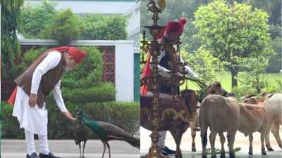 PM Modi’s quiet Independence Day morning with cows, peacocks