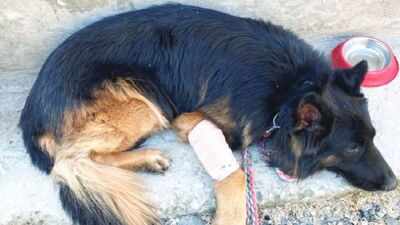 Army dog Tsyon that helped forces track 3 terrorists in J&K, shot in leg by ultras during op gets President I-Day honour